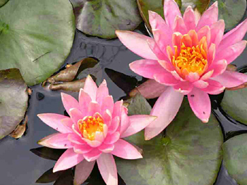 My friend Stan gave me this plant, it blooms profusely in the pond all summer long. 