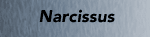 Narcissus