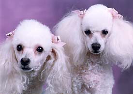 [Image: poodles.jpg]